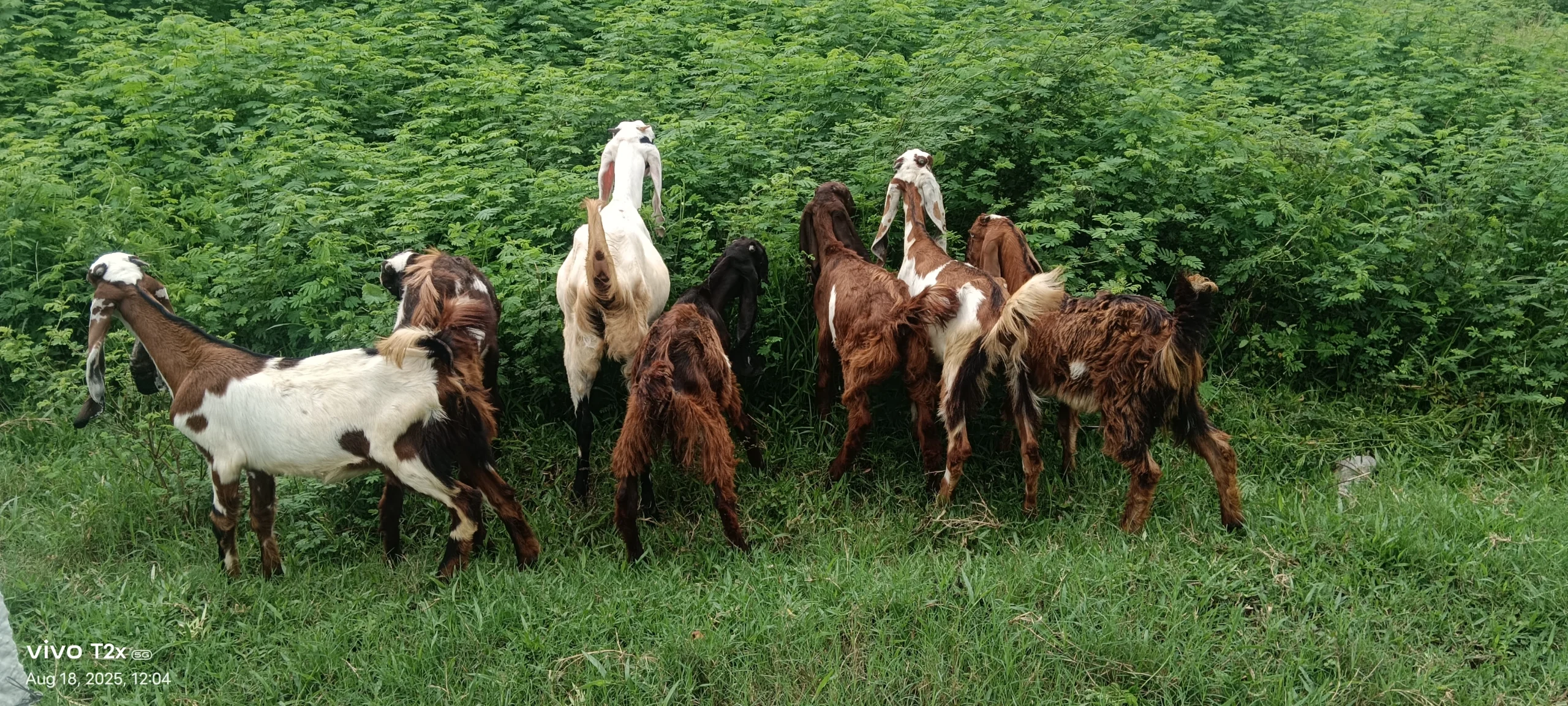 Agriculture 1