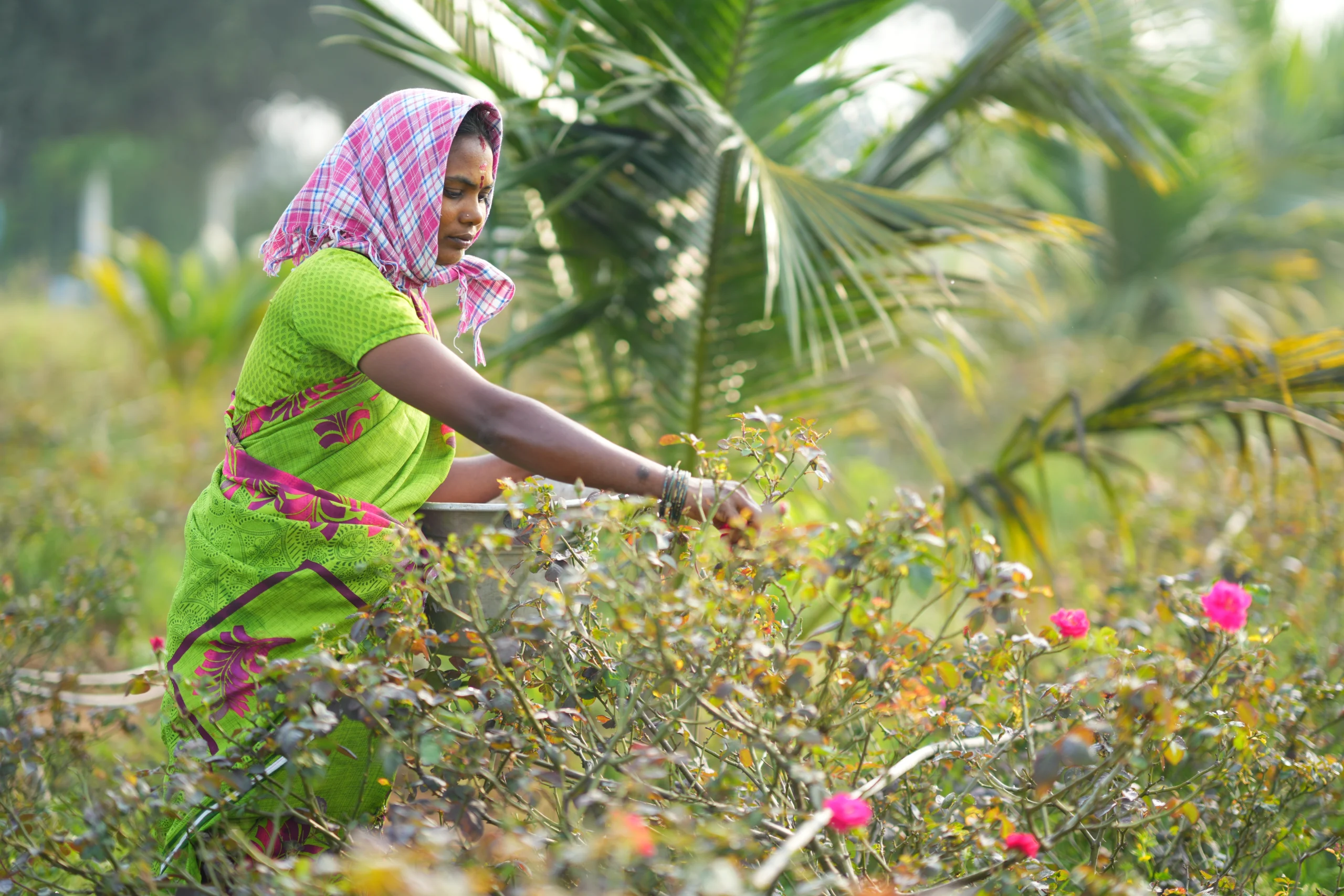 Agriculture 3