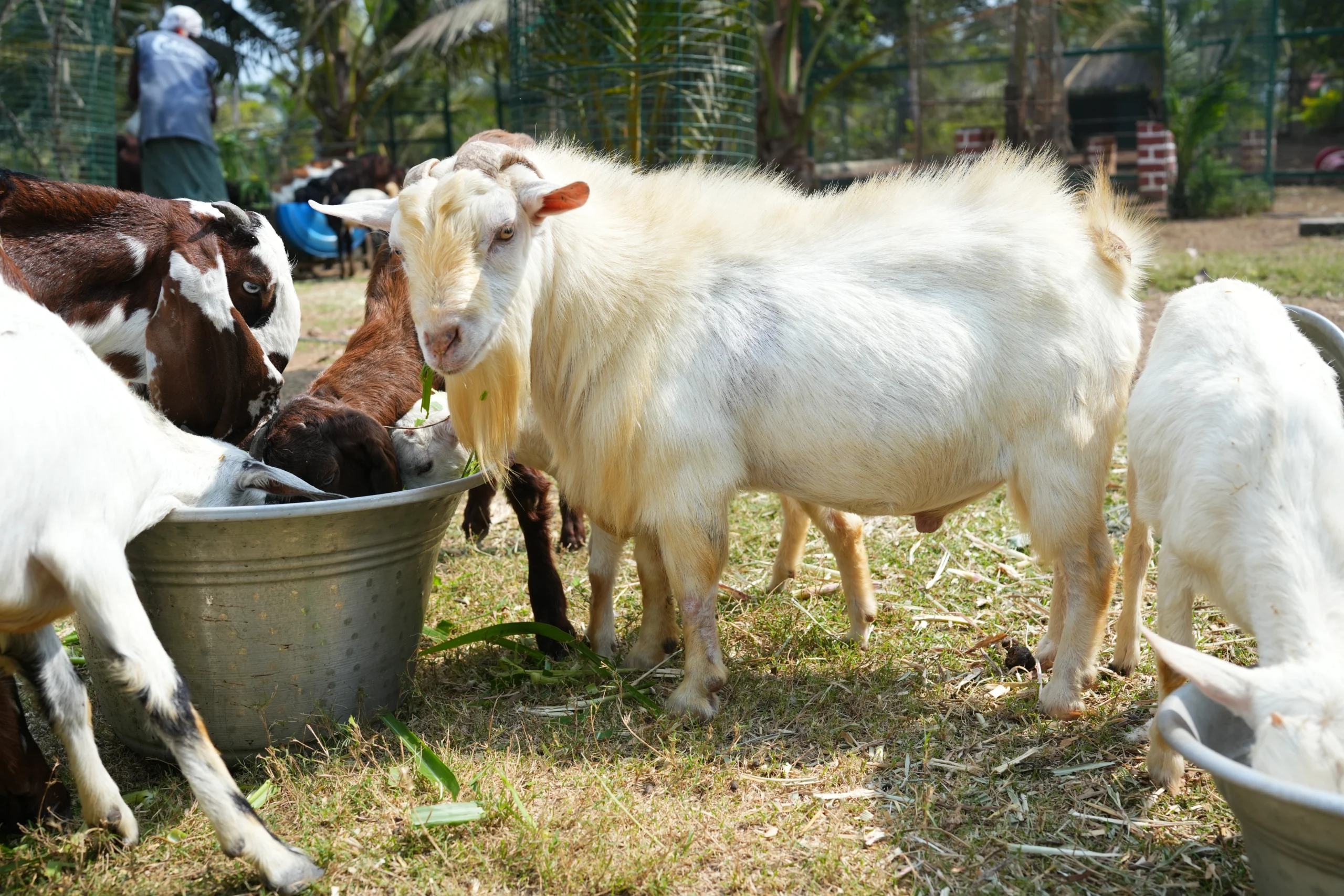 Animal 4