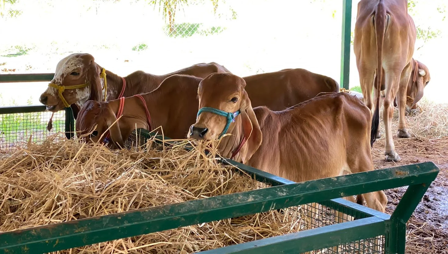 Animal 5